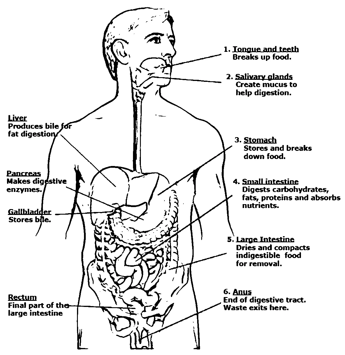 Organ system coloring page coloring pages