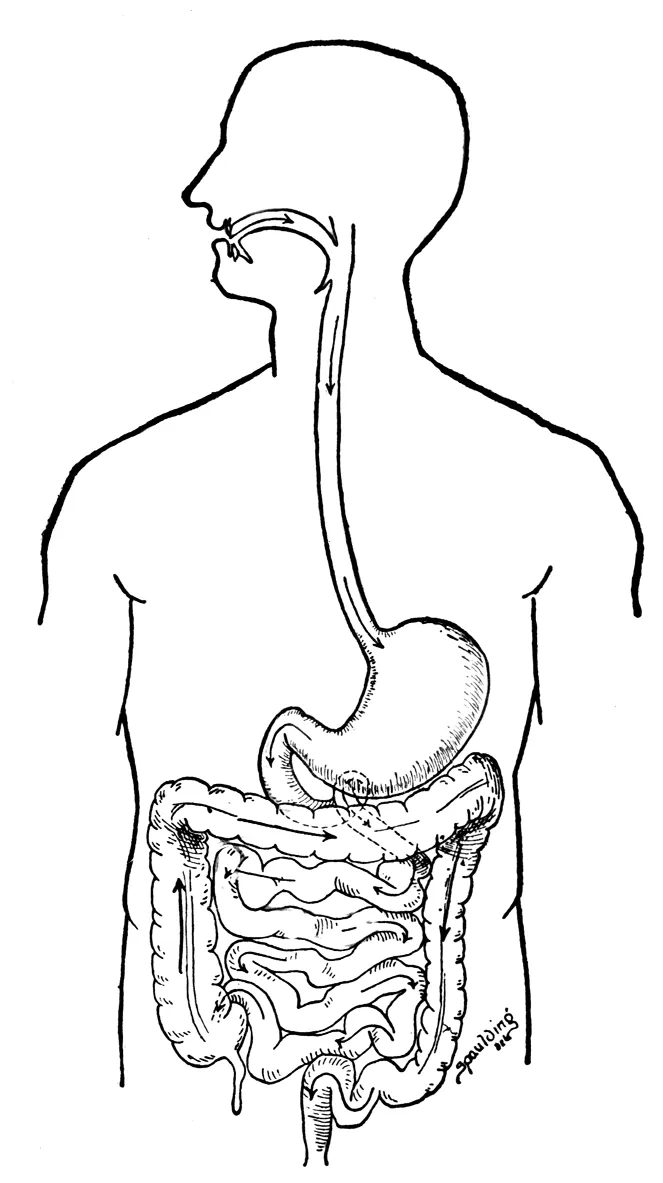 Human body systems coloring pages coloring home