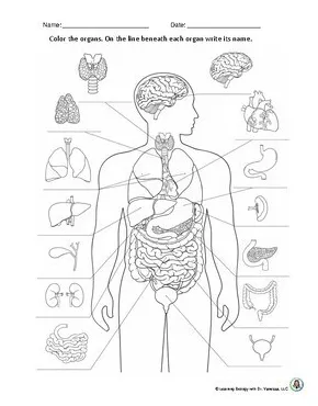 Systems of the body organs of the body body systems organ