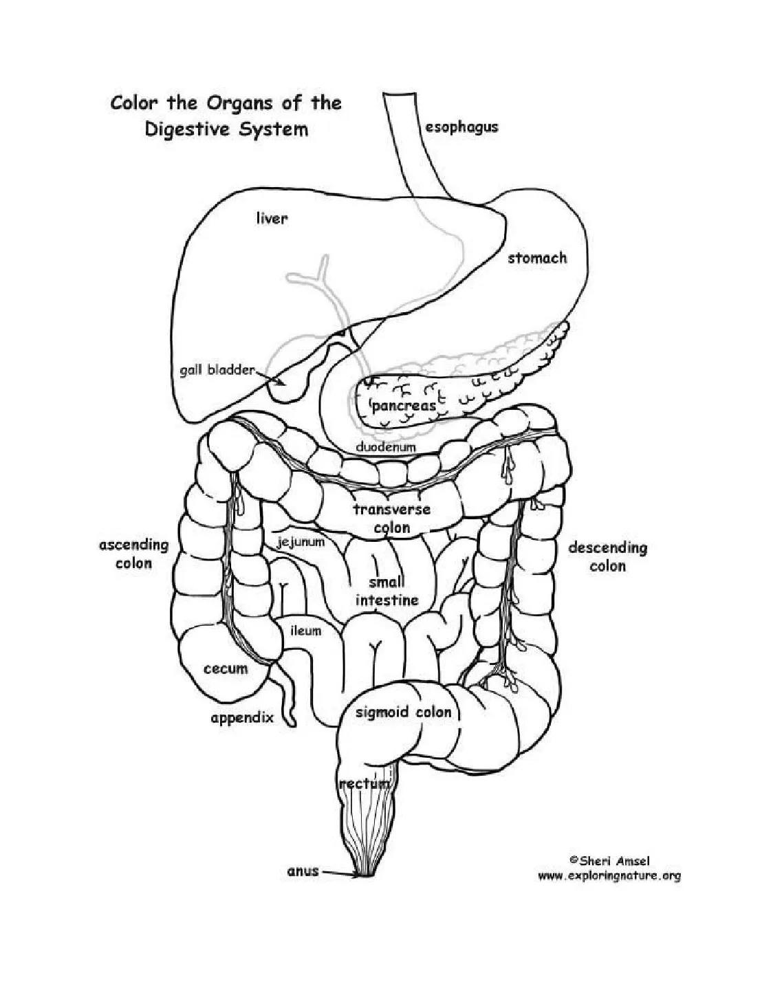Simple digestive system coloring pages