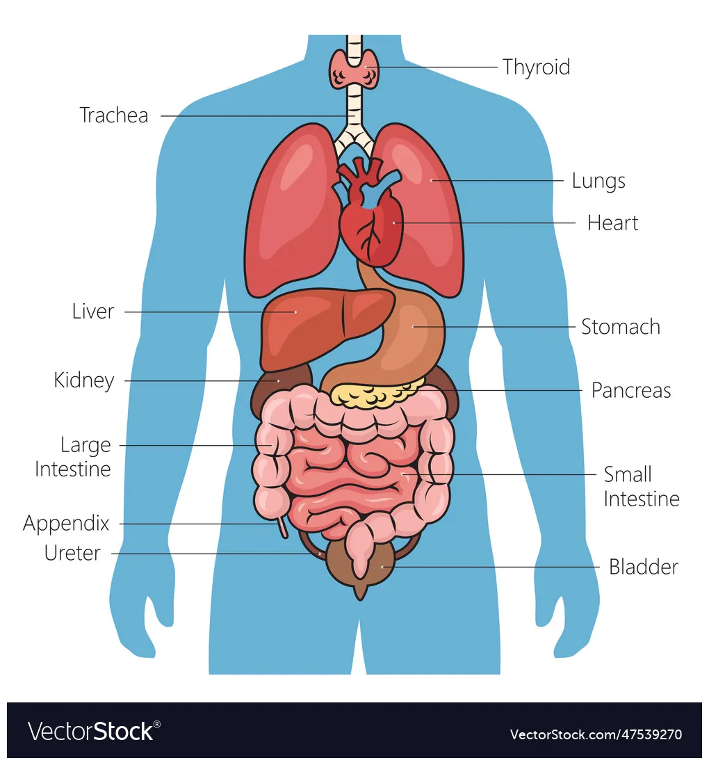 Human organ system diagram