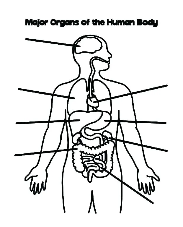 Body systems coloring pages at getcolorings free printable