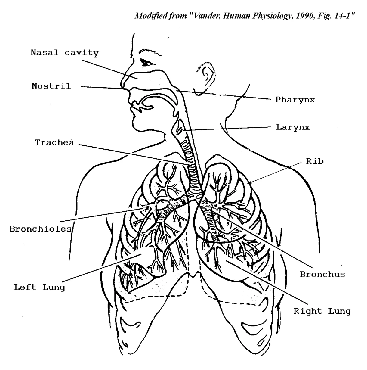 Circulatory system coloring page