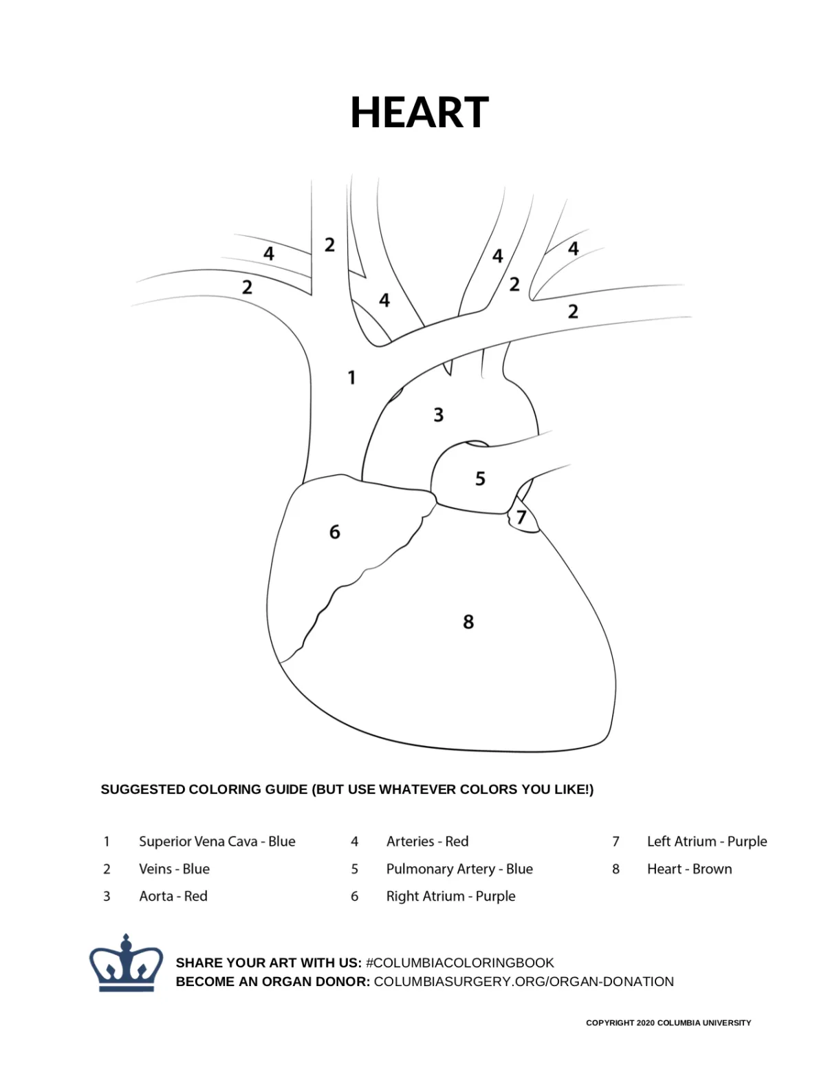 Heart organ coloring page