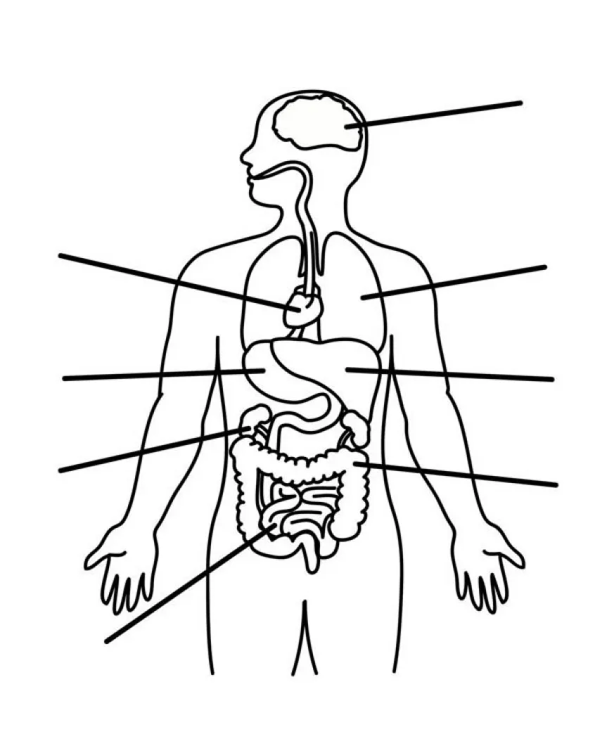 Human organs coloring pages warehouse of ideas