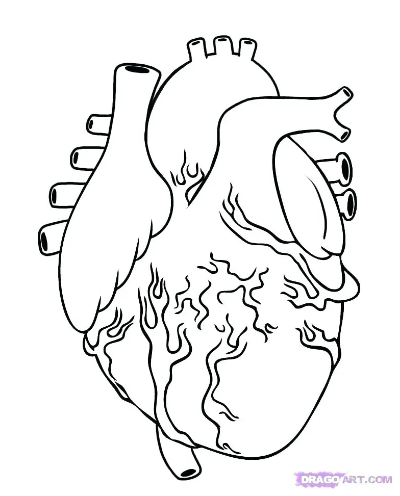 Organ coloring pages at getcolorings free printable colorings