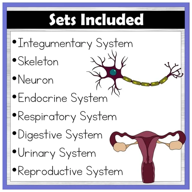 Organ system diagram coloring and activity packets bundle anatomy