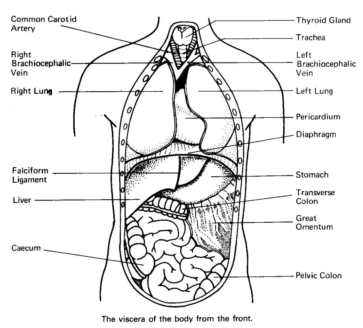 Organ coloring pages coloring pages