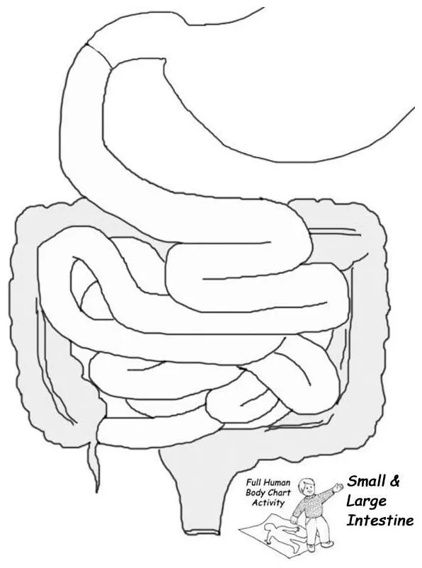 Organ coloring sheets unidad del cuerpo humano, sistemas del cuerpo