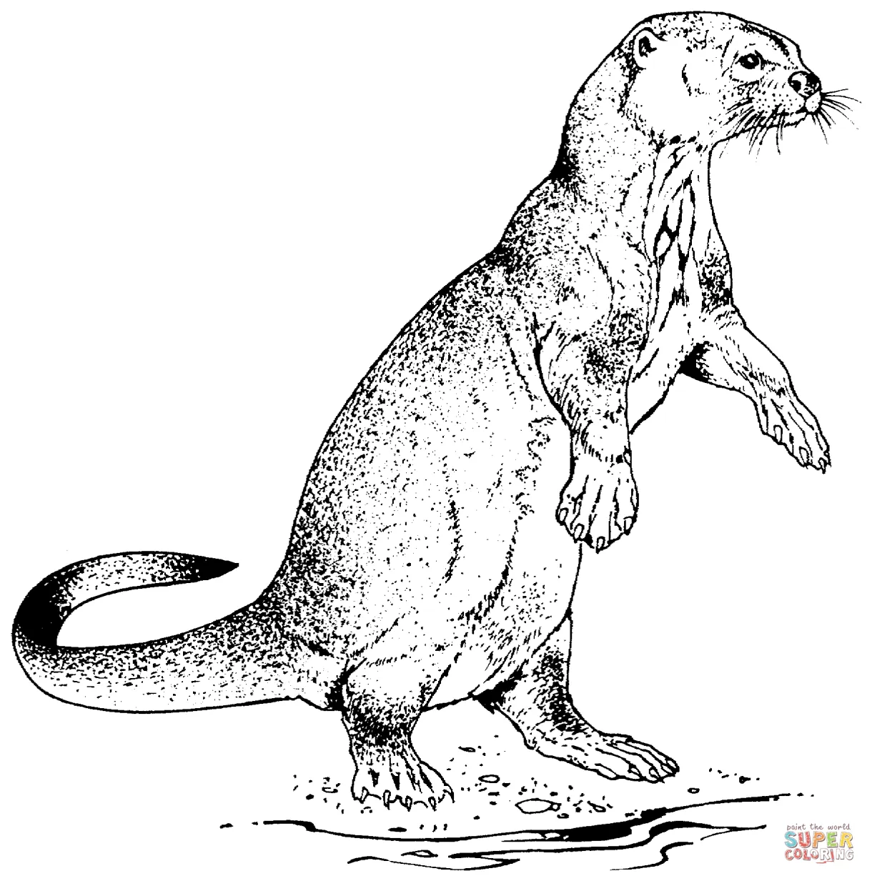 Otter coloring pages download and print for free