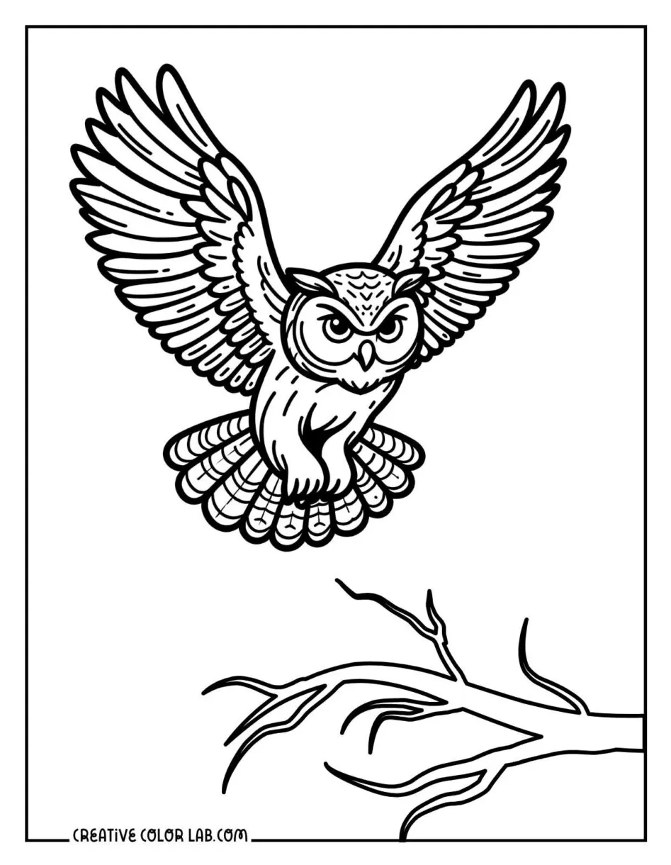 Printable owl coloring pages free pdf downloads