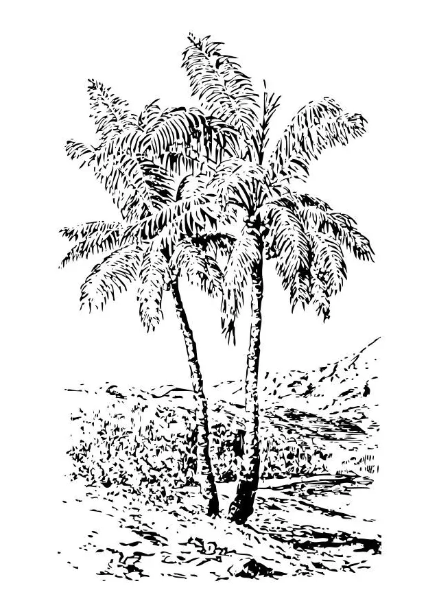 Coloring page palm tree free printables img 28363