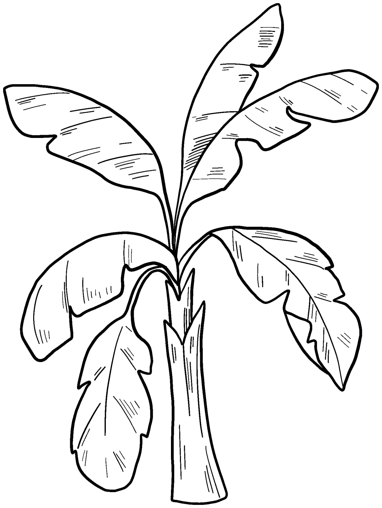 Palm Tree coloring page - ColouringPages