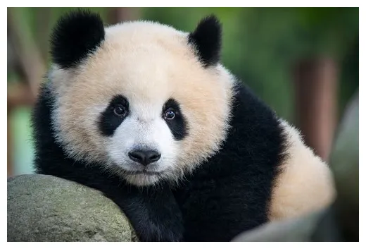 خصوصیات جالب پاندا + بررسی انواع مختلف پاندا