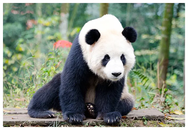 1,300+ panda standing up s, pictures & royalty-free s