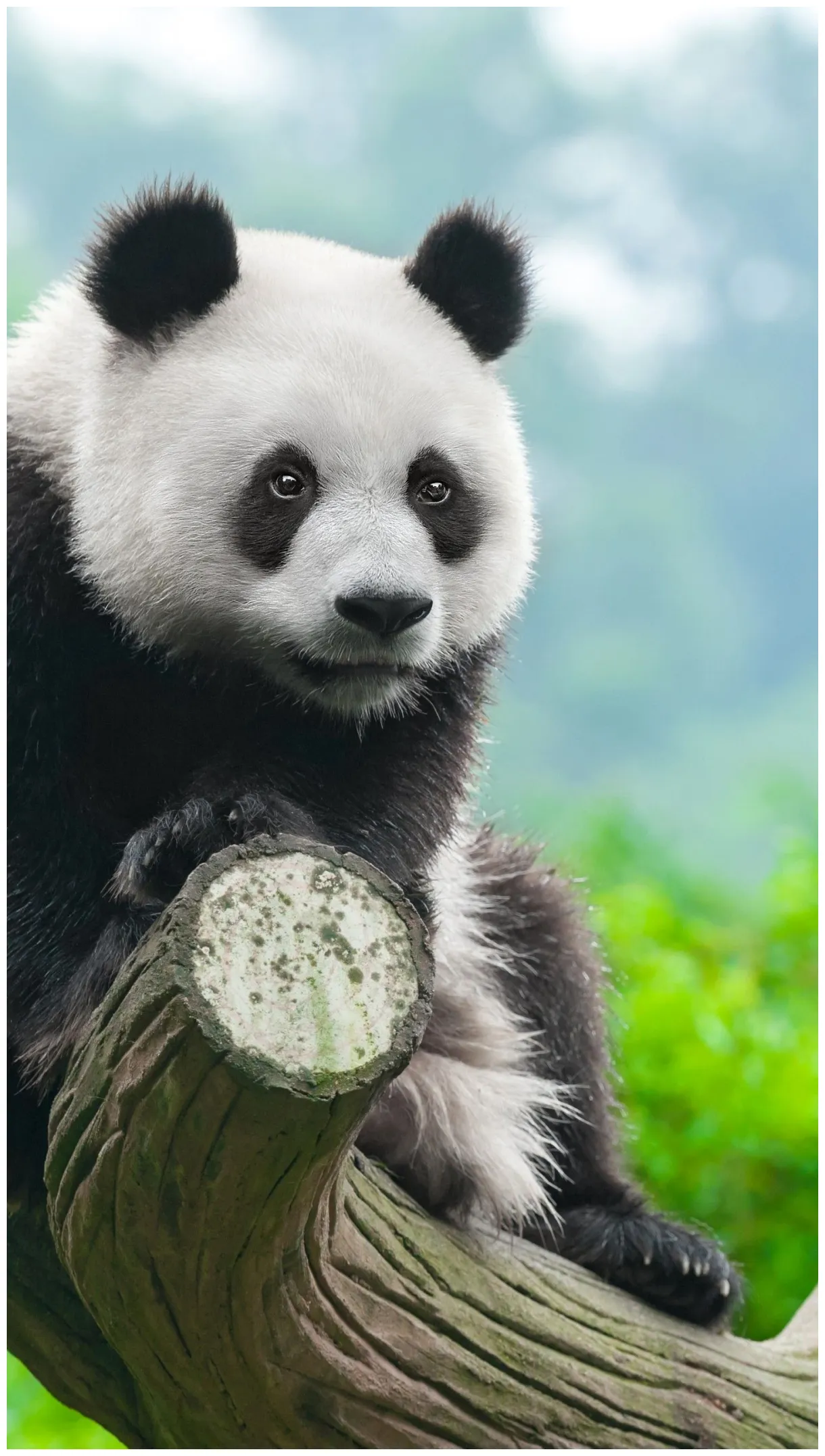 Animals panda s cave