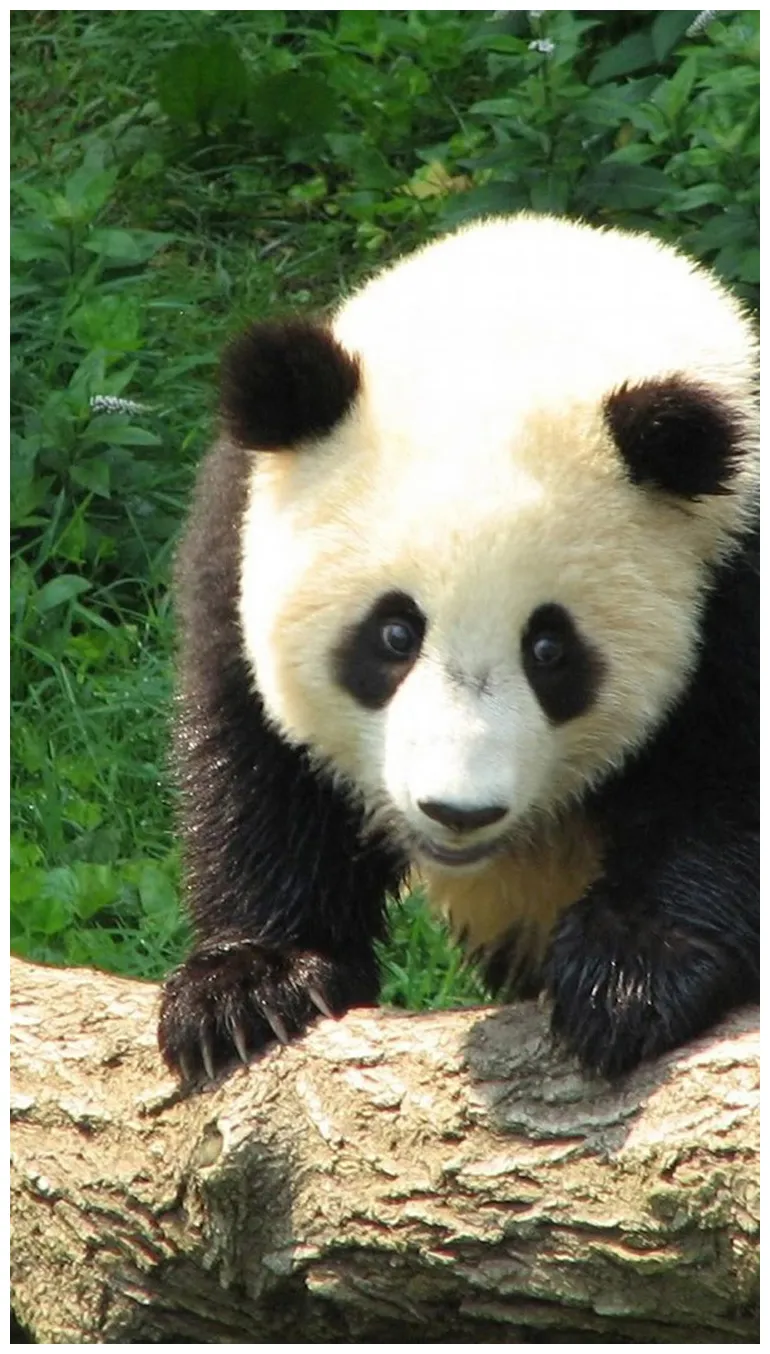 🔥 [50+] kawaii panda iphone s safari