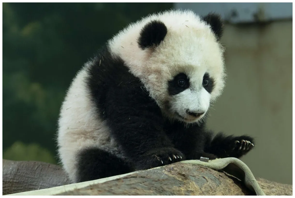 Panda updates wednesday, february 22 zoo atlanta