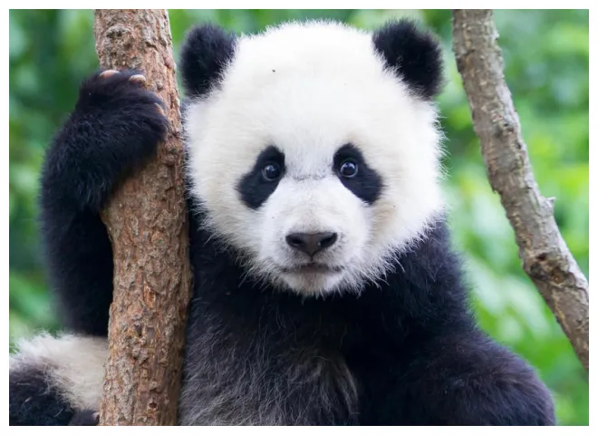 Adopt a panda! swiftcurrentonline local news, weather, sports