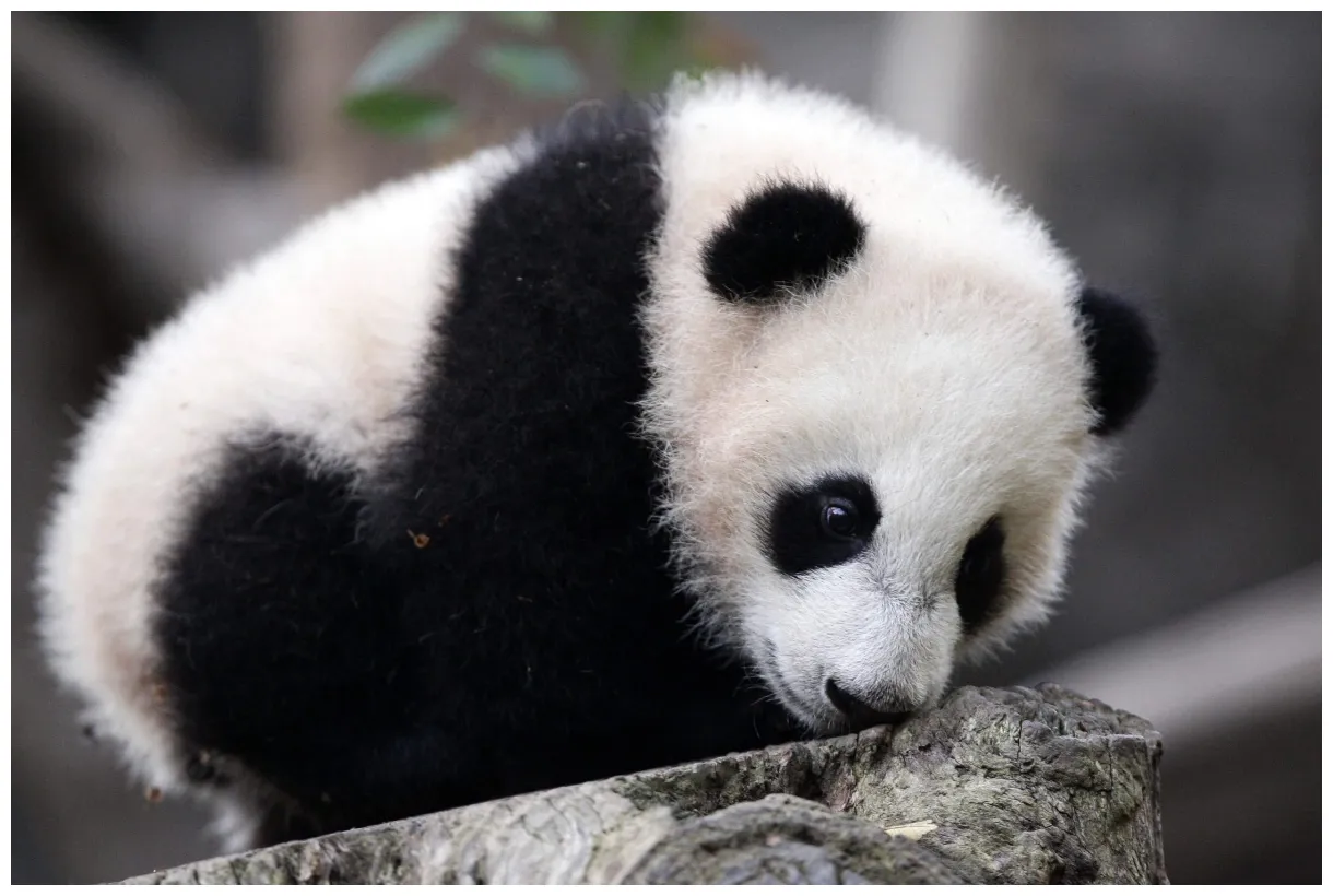 Panda high definition wallpics s, s, pictures