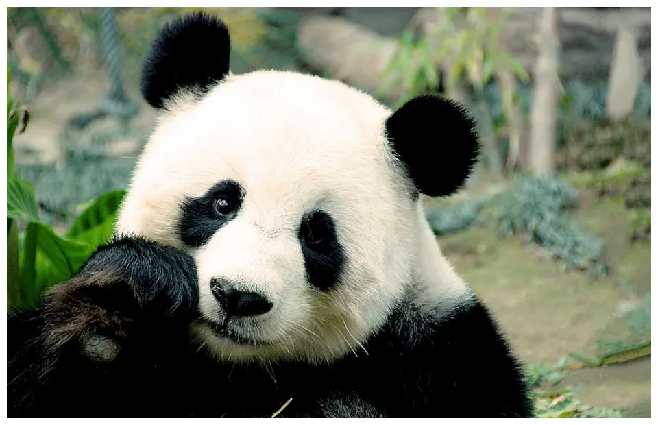 Panda update firma de marketing online in cluj napoca primul site printable coloring page