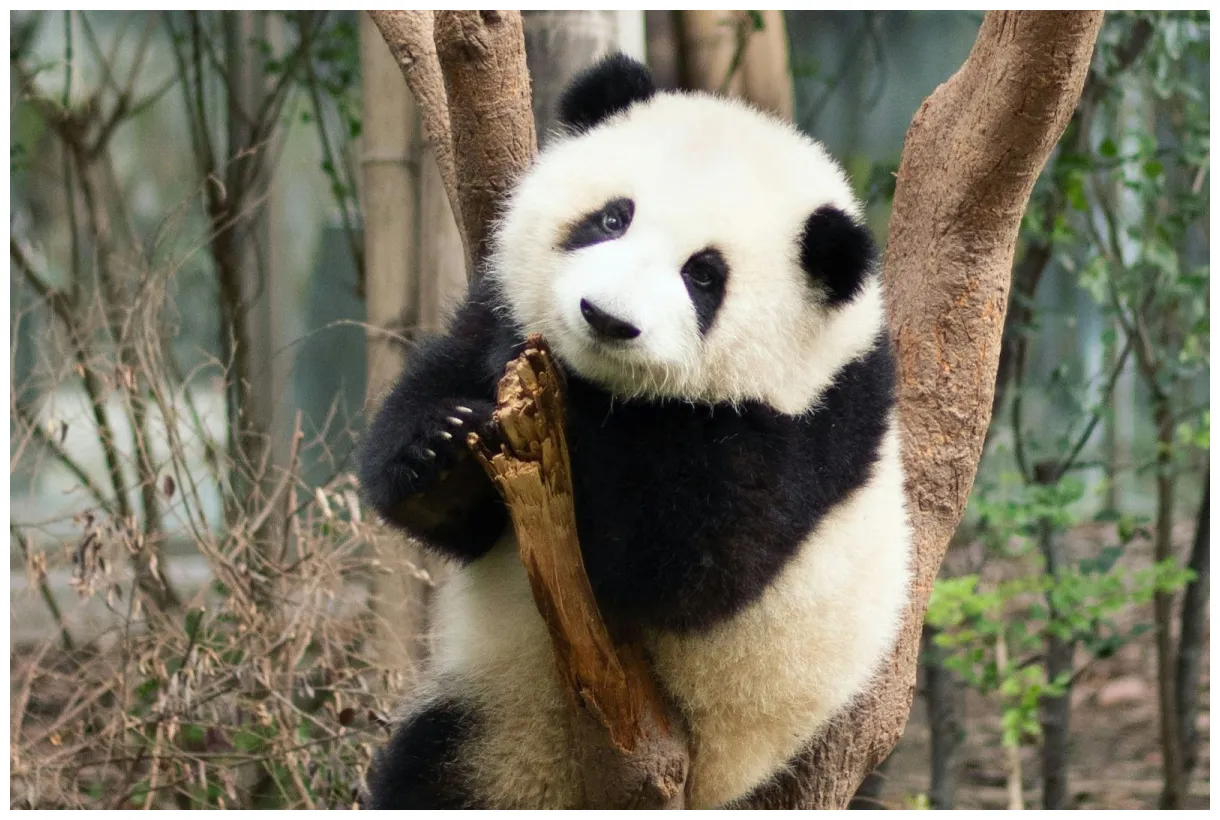 日本からジャイアントパンダがいなくなる！会える動物園＆返還される時期 tierzine（ティアジン）