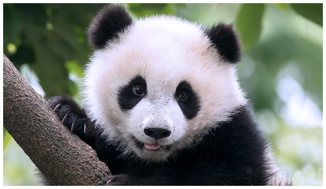 Giant panda san diego zoo kids