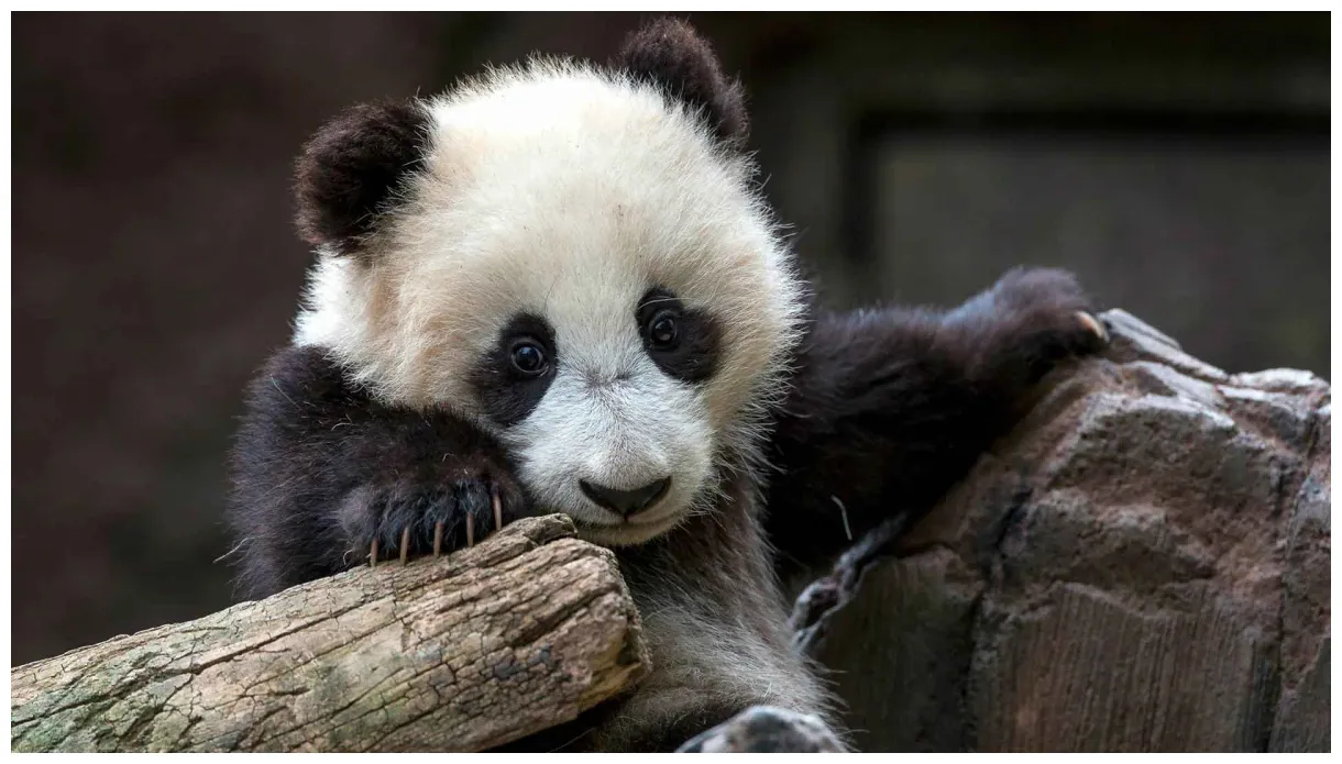 Большая панда горный медведь Тибета. Описание и фото большой панды