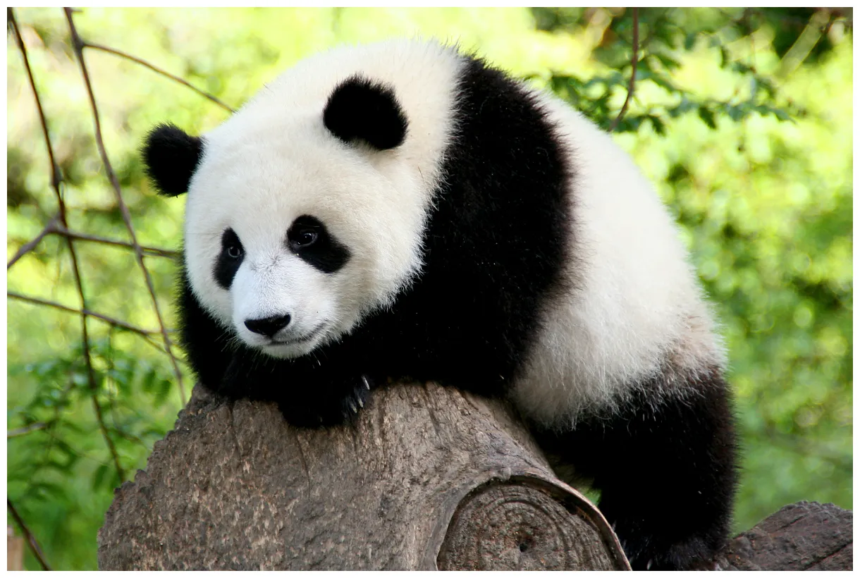 Panda symbolism; a message spirit animal totems