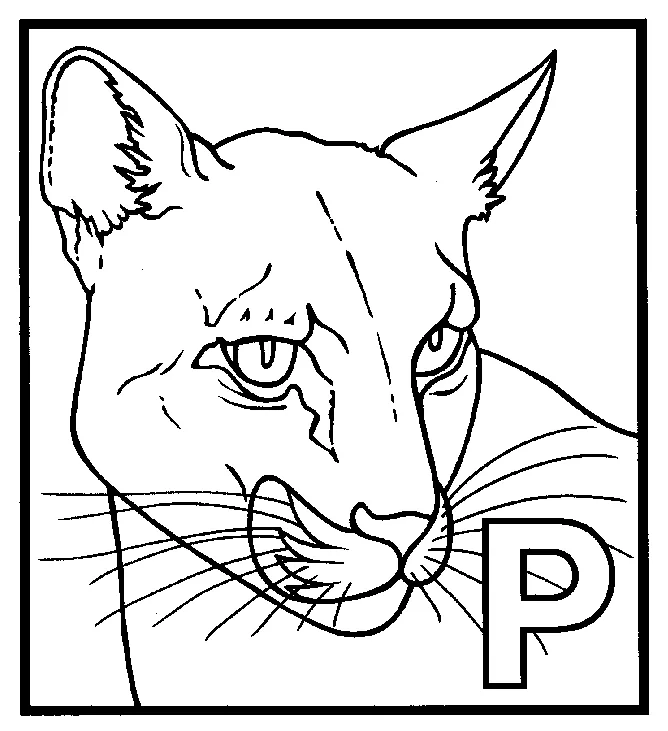 Animals town animals color sheet panther