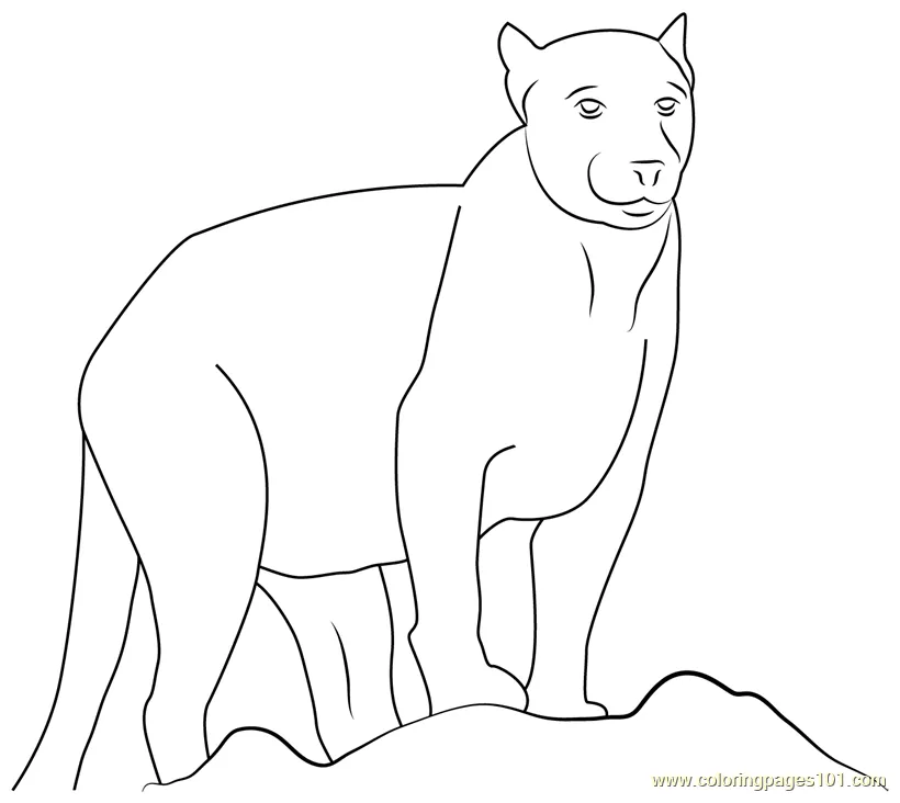 Beautiful panther coloring page for kids free panther printable