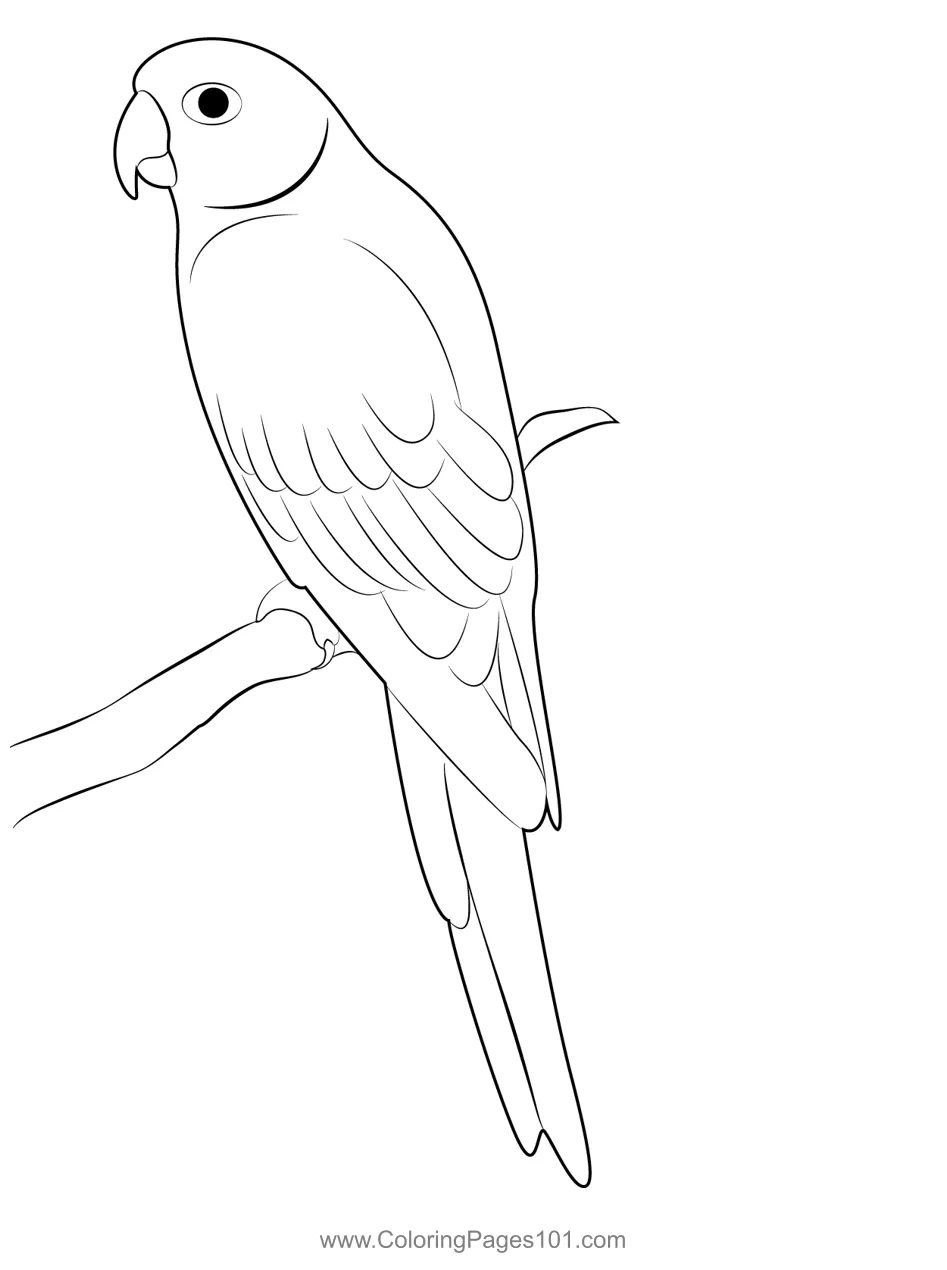 Parrot 6 coloring page for kids free parrots printable coloring pages