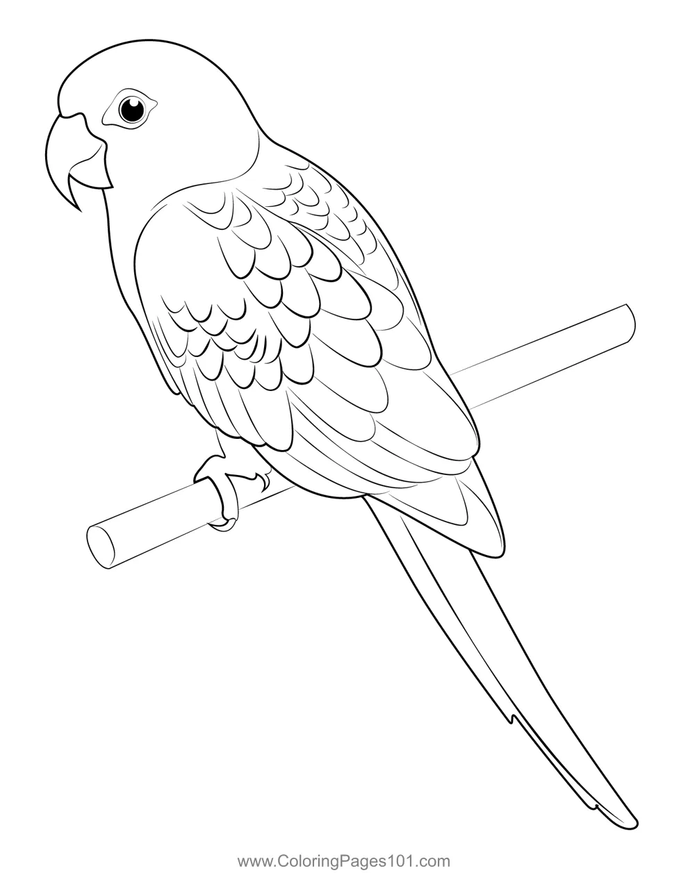 Parrot coloring template coloring pages