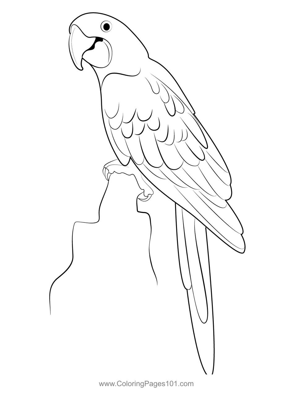 Cool parrot coloring page for kids free parrots printable coloring
