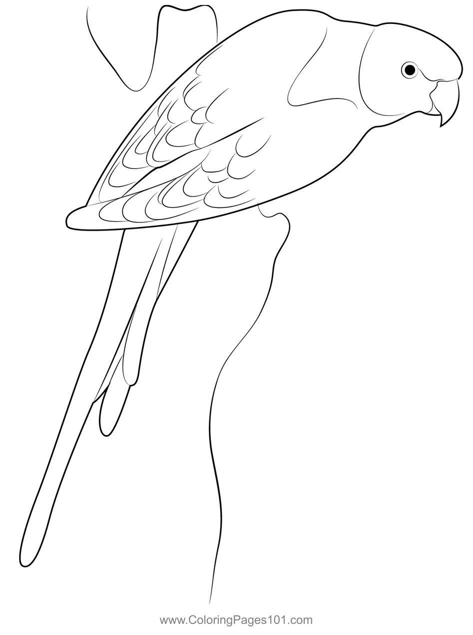 Yellow shouldered parrot coloring page for kids free parrots