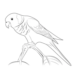 Yellow shouldered parrot coloring page for kids free parrots
