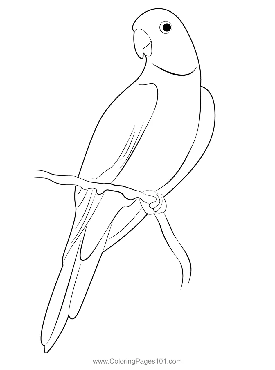 Parrot 10 coloring page coloring pages, coloring pages for kids