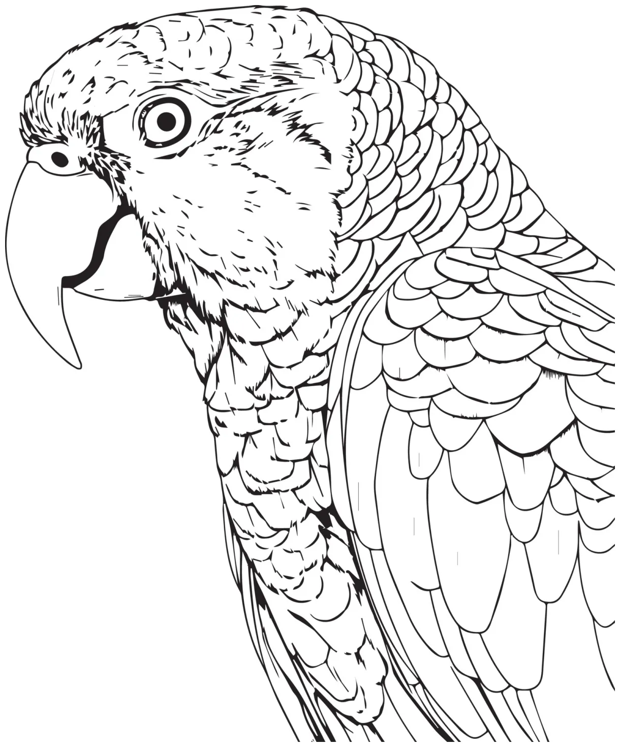 Parrot bird illustration, cute parrot coloring page for kids and adult