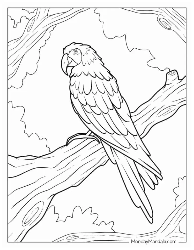 Parrot coloring page