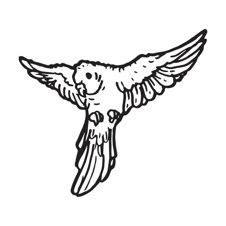 Parrot coloring page vector art, icons, and graphics for