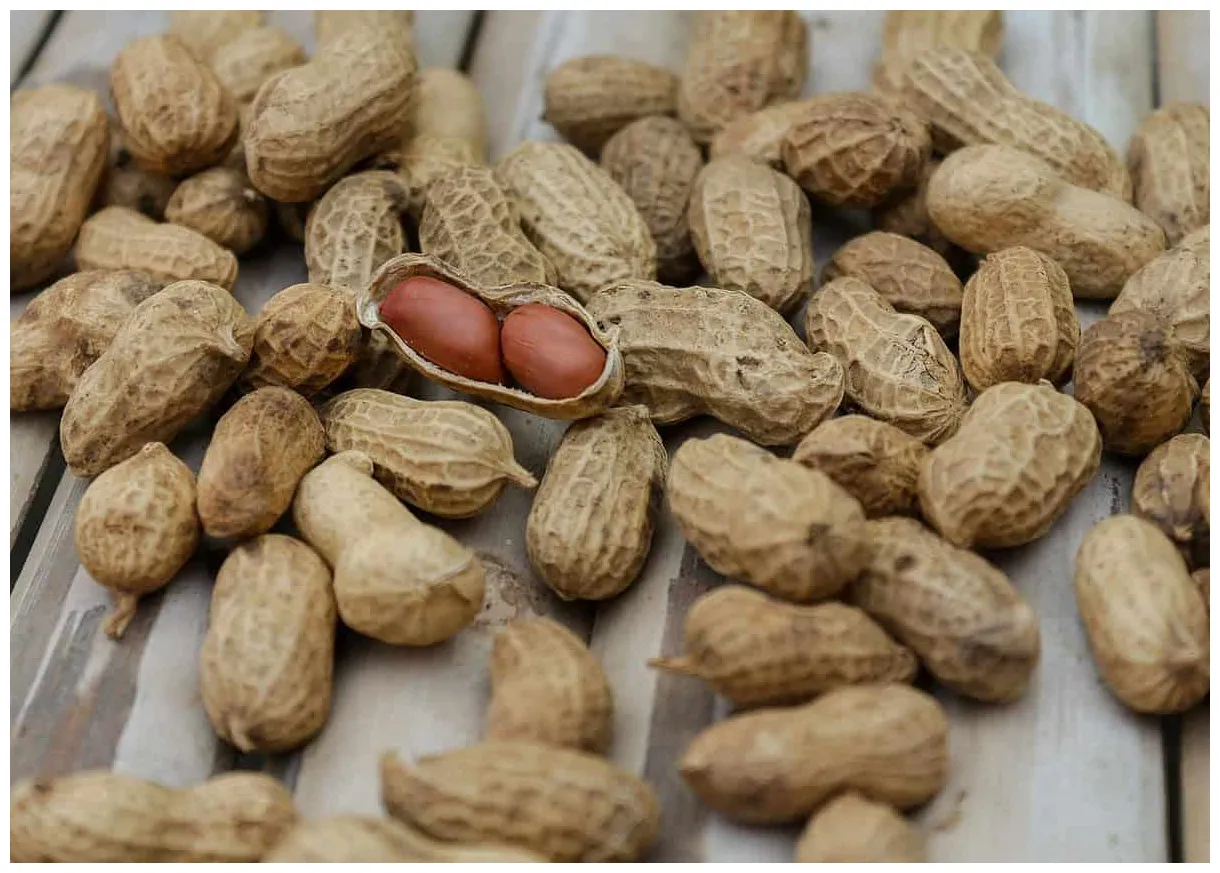 Peanuts a tropical staple and nutrient-rich delight