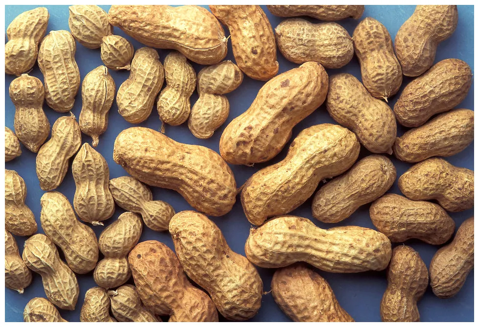 Peanuts free a group of peanuts on a blue