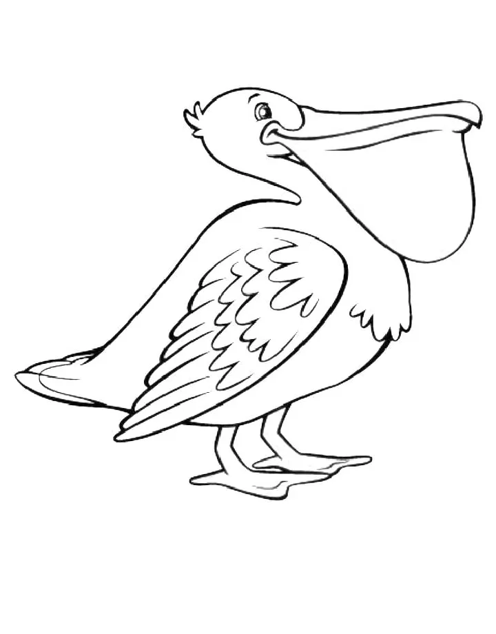Pelican coloring page