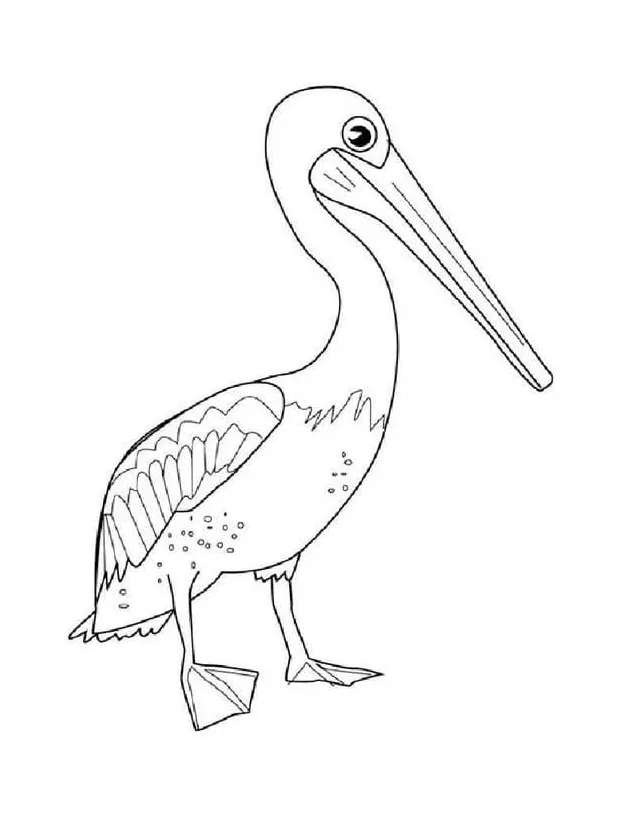 Free Pelican coloring page - Download, Print or Color Online for Free