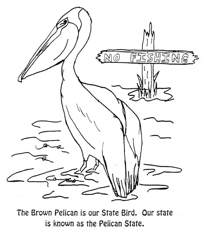 Pelican coloring page - Pelican free printable coloring pages animals