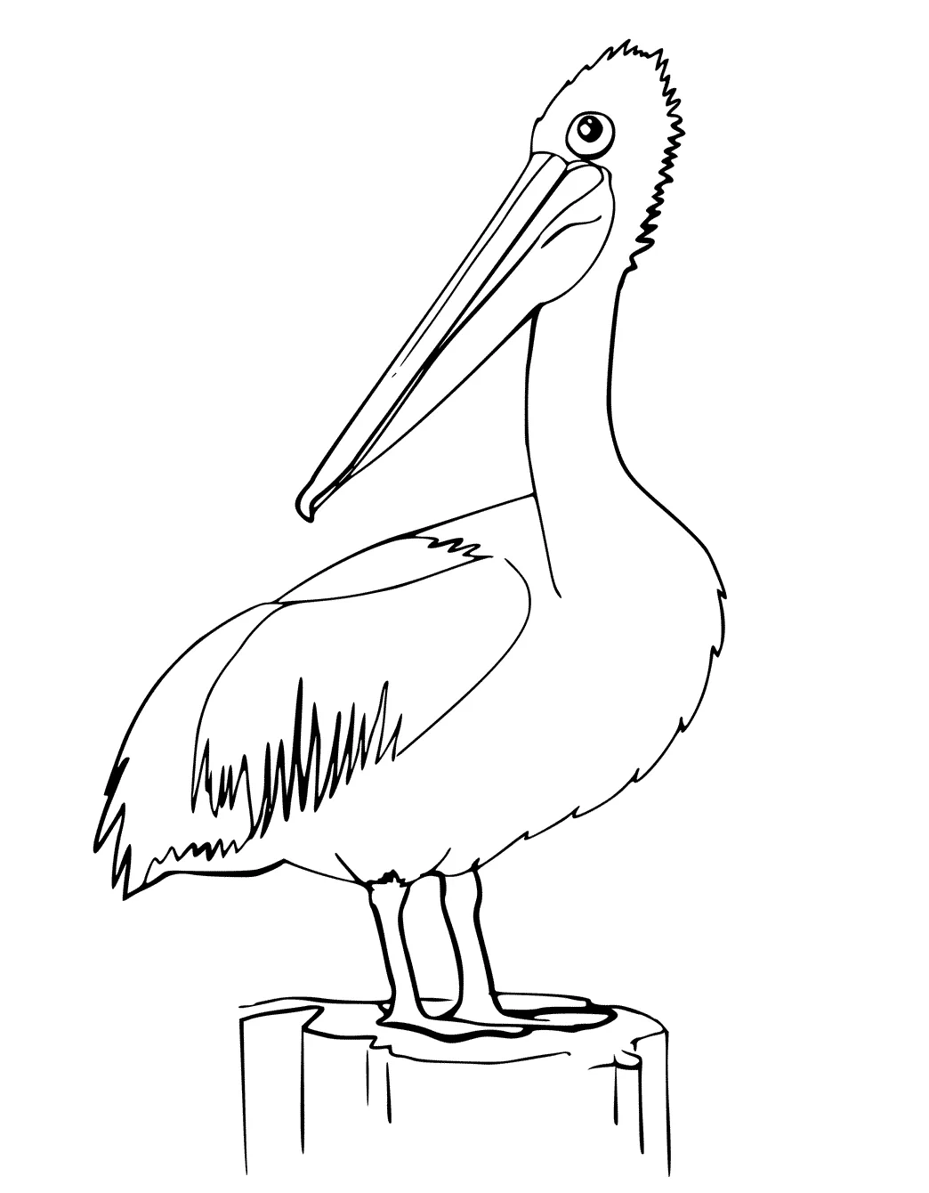 Brown Pelican Coloring Page Coloring Pages
