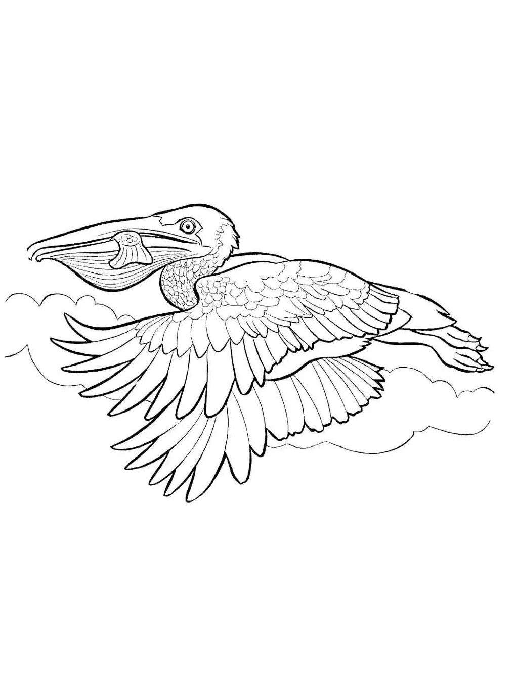 Pelican coloring page