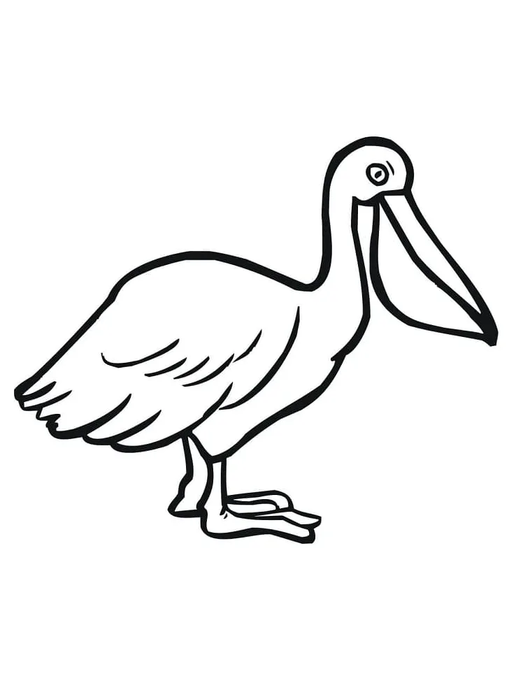 Pelican Printable coloring page - Download, Print or Color Online for Free