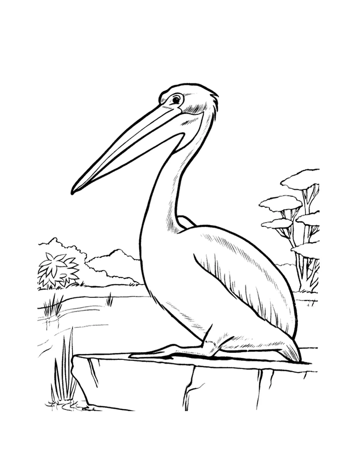 Pelican coloring page