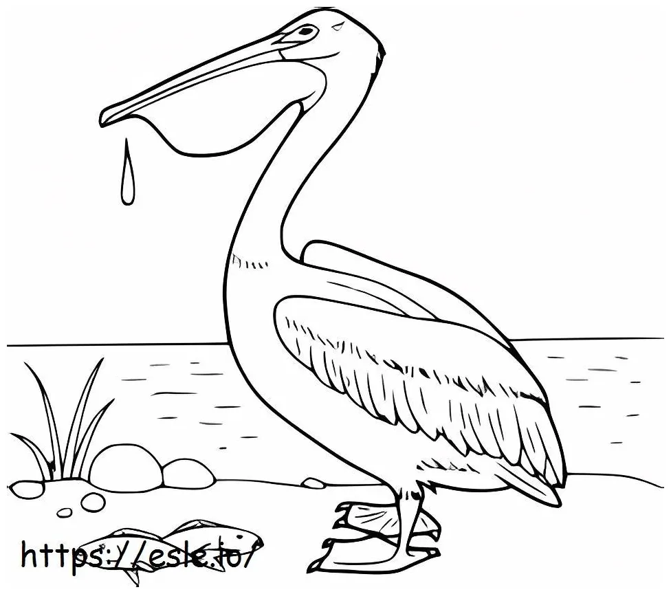 Pelican and two fish coloring page